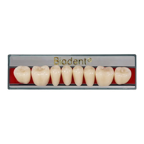 DIENTES SUPER C POSTERIOR INFERIOR